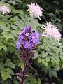 F03 fleur violette de Christine bailly 
